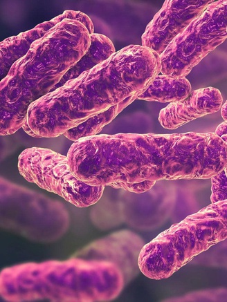 Cẩn thận nhiễm khuẩn Salmonella từ thực phẩm quen thuộc!