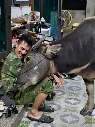 Chuyện về Mập - chú trâu mồ côi lớn nhanh như thổi nhưng vẫn thích làm nũng