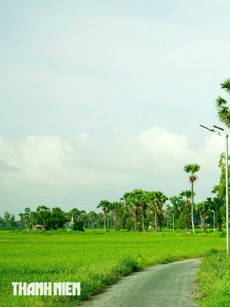 Trên cánh đồng thốt nốt An Giang vào mùa đẹp nhất trong năm