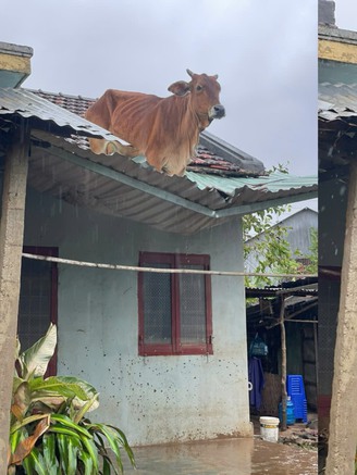 Clip bò đứng trên mái nhà sau mưa lũ ở Đắk Lắk: Chủ đã đến đón về
