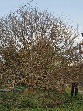 Người trồng hoa đối diện 'nỗi lo kép'