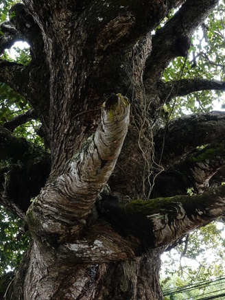 Cây dầu rái cổ thụ 'độc nhất vô nhị' ở miền Tây