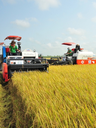 Gạo Việt từ ngon nhất đến 'xanh' nhất thế giới