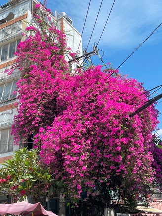 Cây hoa giấy 'khổng lồ' đẹp rực rỡ khiến nhiều người mê mẩn