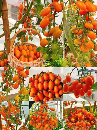 Khu vườn sân thượng xum xuê rau trái và ngát hương hoa của người mẹ trẻ