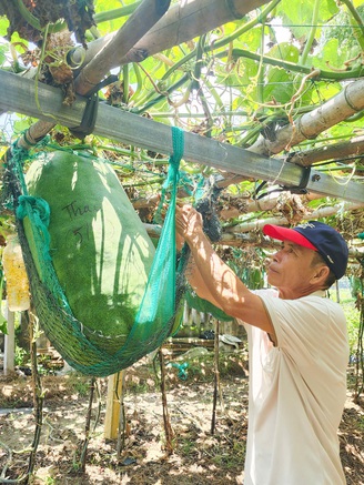 Độc đáo 'mắc võng' cho bí đao khổng lồ tựa lưng