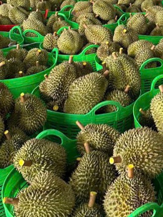 Bác thông tin sai lệch 'sầu riêng nhúng hóa chất' tại Đắk Nông