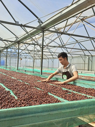 Người trồng cà phê Đắk Lắk chỉ cách nhận biết cà phê trộn đậu nành, bắp rang