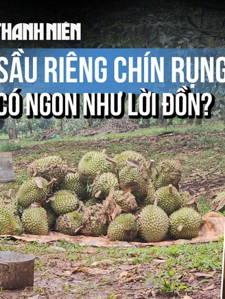 Sầu riêng chín rụng có ngon như lời đồn?