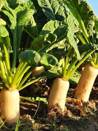 Nông dân đổi đời nhờ trồng củ cải và hành tím trên đất giồng cát