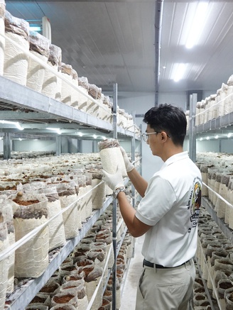 Chàng trai thu lãi hàng trăm triệu đồng nhờ nấm mối đen