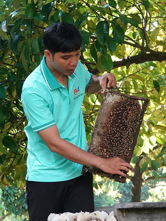 Chàng trai miền Tây nuôi ong, thu 2.000 lít mật/tháng