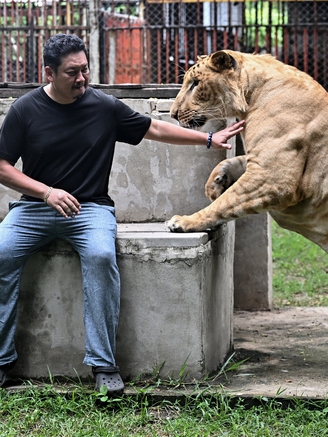 Xu hướng nuôi sư tử làm thú cưng gây tranh cãi ở Thái Lan