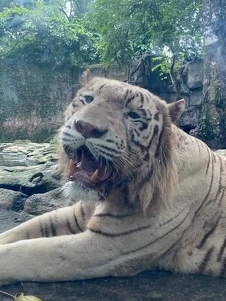 Thảo Cầm Viên Sài Gòn 'chia tay' hổ trắng Ngộ Không sau 10 năm gắn bó