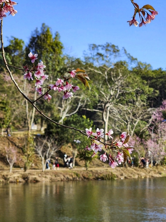 Đưa Măng Đen thành trung tâm nghỉ dưỡng thiên nhiên của Việt Nam