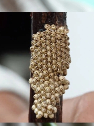 Khởi nghiệp nuôi cà cuống bán trứng 100.000 đồng/ổ