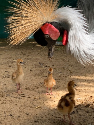 Thảo Cầm Viên lần đầu đón tin vui, sếu vương miện sinh sản thành công