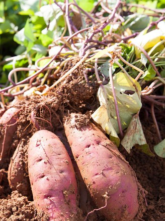 Hiệu quả bất ngờ của khoai lang lên đường huyết và tim mạch