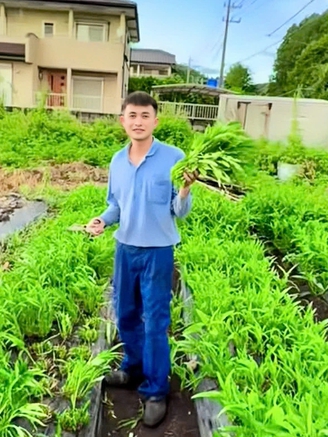 Vườn rau xanh mướt của chàng trai Việt tại Nhật Bản