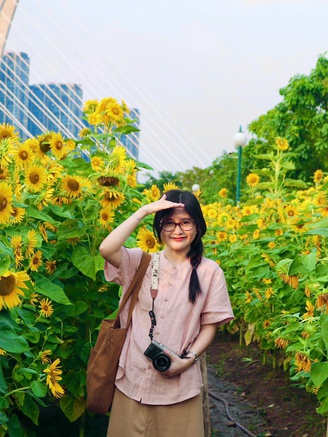 Hoa hướng dương bung nở giữa thành phố, nhiều người tìm đến chụp ảnh dịp đầu năm