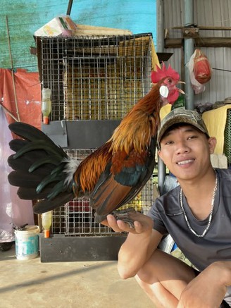 Kiếm 30 triệu đồng/tháng nhờ nuôi sinh sản gà rừng tai trắng trong điều kiện nuôi nhốt