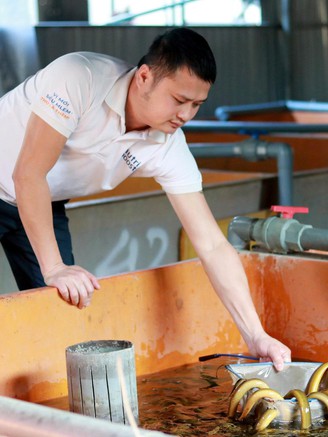 Doanh thu tiền tỉ nhờ nghề nuôi lươn không bùn