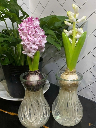 Hoa tiên ông có gì đặc biệt mà nhiều người tìm mua để trồng dịp tết?