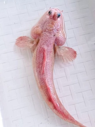 Chuyện lạ miền Tây: Cá thòi lòi màu hồng hiếm gặp xuất hiện ở Cà Mau