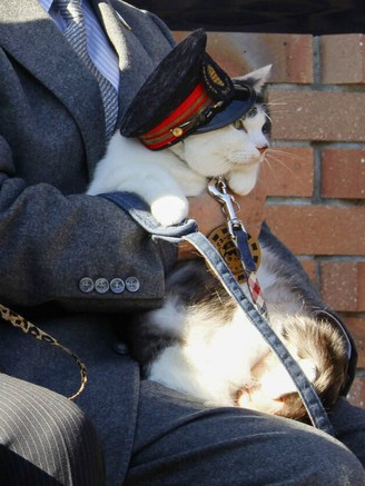 Mèo được bổ nhiệm làm trưởng ga tàu tại Nhật Bản