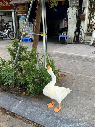 Con ngỗng được bà dắt đi dạo ở Hà Nội, dân mạng hỏi nhau ‘gặp ở đâu?’