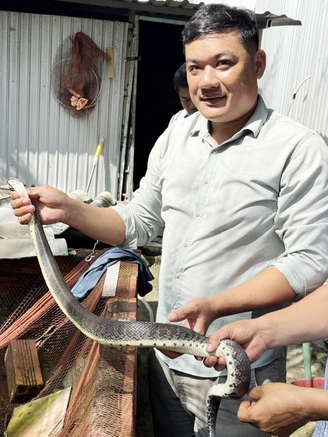 Mở hướng làm giàu từ cua đinh và rắn ri cá