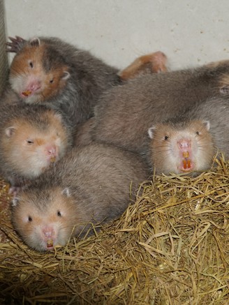 Thành công từ nuôi con dúi má đào, bán 12 triệu đồng/cặp