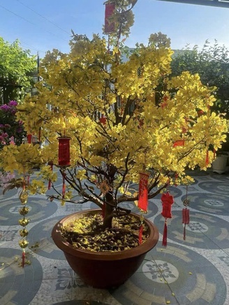 Mua cây mai sau tết, cẩn thận kẻo bị lừa