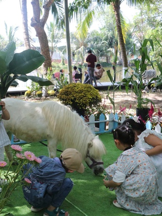 Ngựa lùn Pony thành 'ngôi sao', Trại rắn Đồng Tâm đông nghẹt khách xếp hàng chờ chụp ảnh