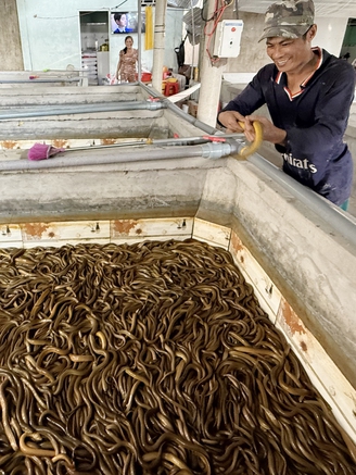 Nuôi lươn không bùn, chàng trai miền Tây thu lãi tiền tỉ