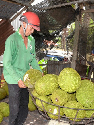 Giá bắp, ớt, mít... giảm mạnh
