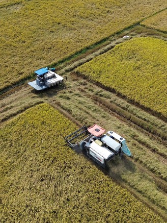 Giá lúa ở Đồng Tháp giảm mạnh