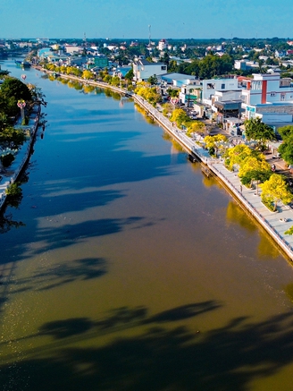 Choáng ngợp đường hoa kèn vàng rực rỡ bên sông Long Bình, đẹp như tranh