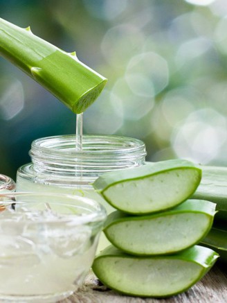 Vì sao nha đam được cho là thần dược để bảo vệ sức khỏe?