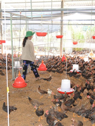 Giá gà thịt lao dốc, người chăn nuôi tại Đồng Tháp 'gồng lỗ'