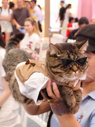 Cuối tuần, thú cưng được 'lên đồ lộng lẫy' đi ‘trẩy hội’