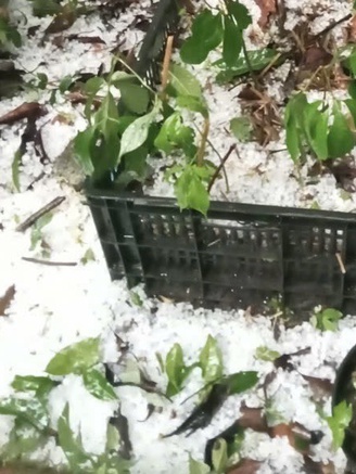 Mưa đá bất thường phía tây Quảng Ngãi, sâm Ngọc Linh và hoa màu thiệt hại nặng