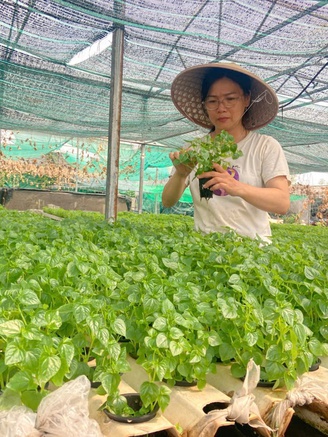 Rời văn phòng, nữ cán bộ khởi nghiệp với 2.000 m² rau thủy canh