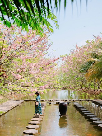 Về Sa Đéc ngắm vườn muồng hoa đào, lên ảnh đẹp lung linh