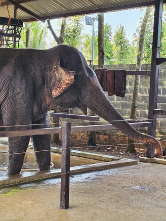 Chuyện về 'tiểu thư' voi Booc Khăm kén ăn, đỏng đảnh ở Buôn Ma Thuột