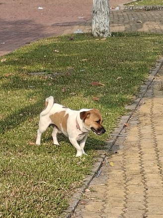 Rùng mình cảnh chó không rọ mõm giữa mùa nắng nóng, nguy cơ dại bủa vây