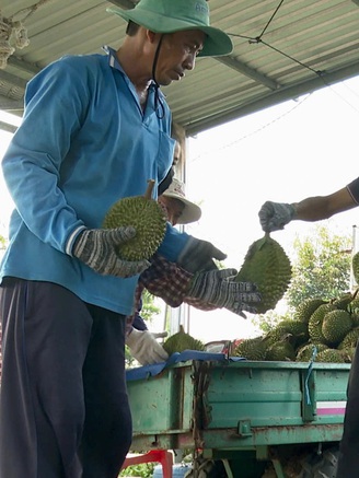 Nguyên nhân sầu riêng rớt giá mạnh