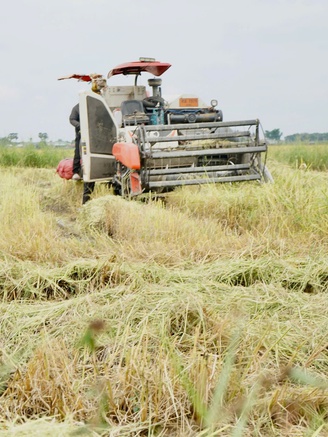 Nông dân gặp khó vì giá lúa thấp, giá phân bón tăng cao