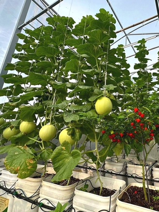 Nắng nóng gay gắt, đây là cách giữ khu vườn sân thượng xanh tốt...