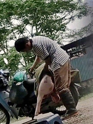 Vén màn 'lỗ hổng' kiểm dịch: Cán bộ thú y bỏ chốt, thương lái tự đóng dấu